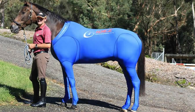 horse swimming costume